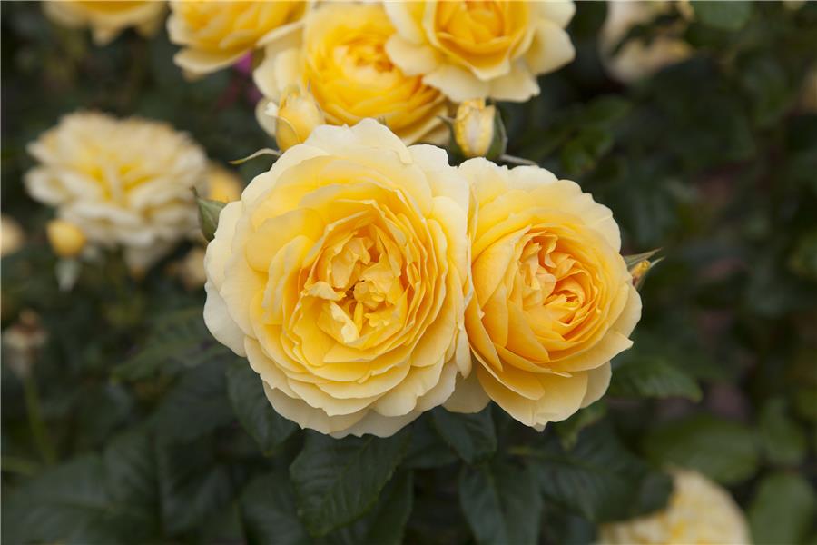 FLORIBUNDA Mini STD